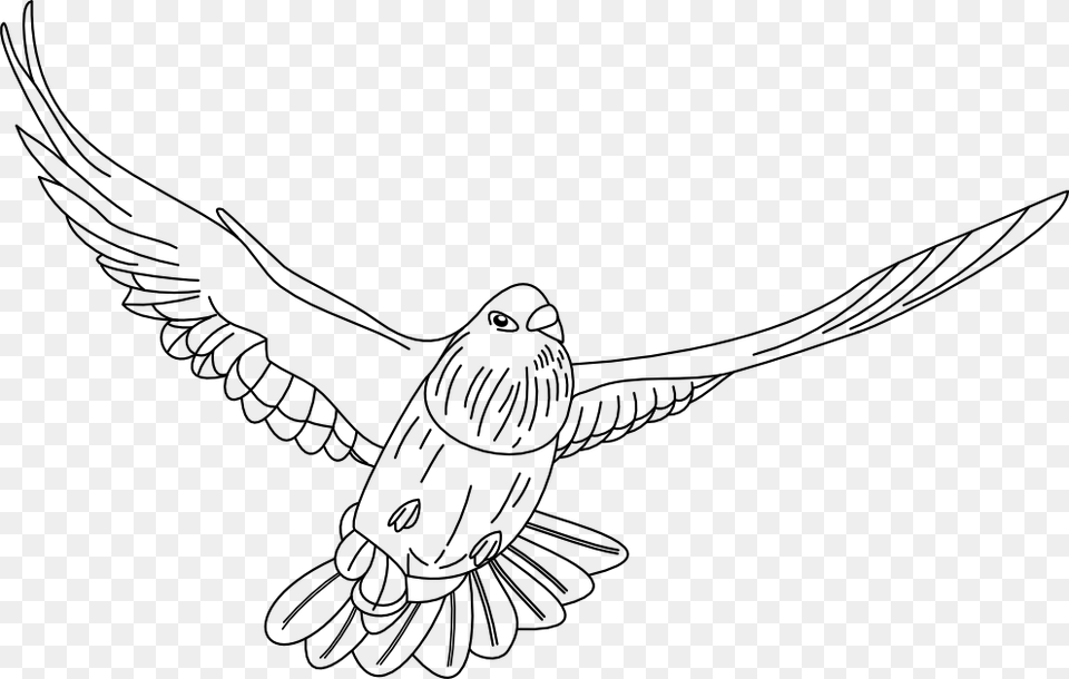 Dibujo De Una Paloma De La Paz, Animal, Bird, Flying, Kangaroo Free Png Download