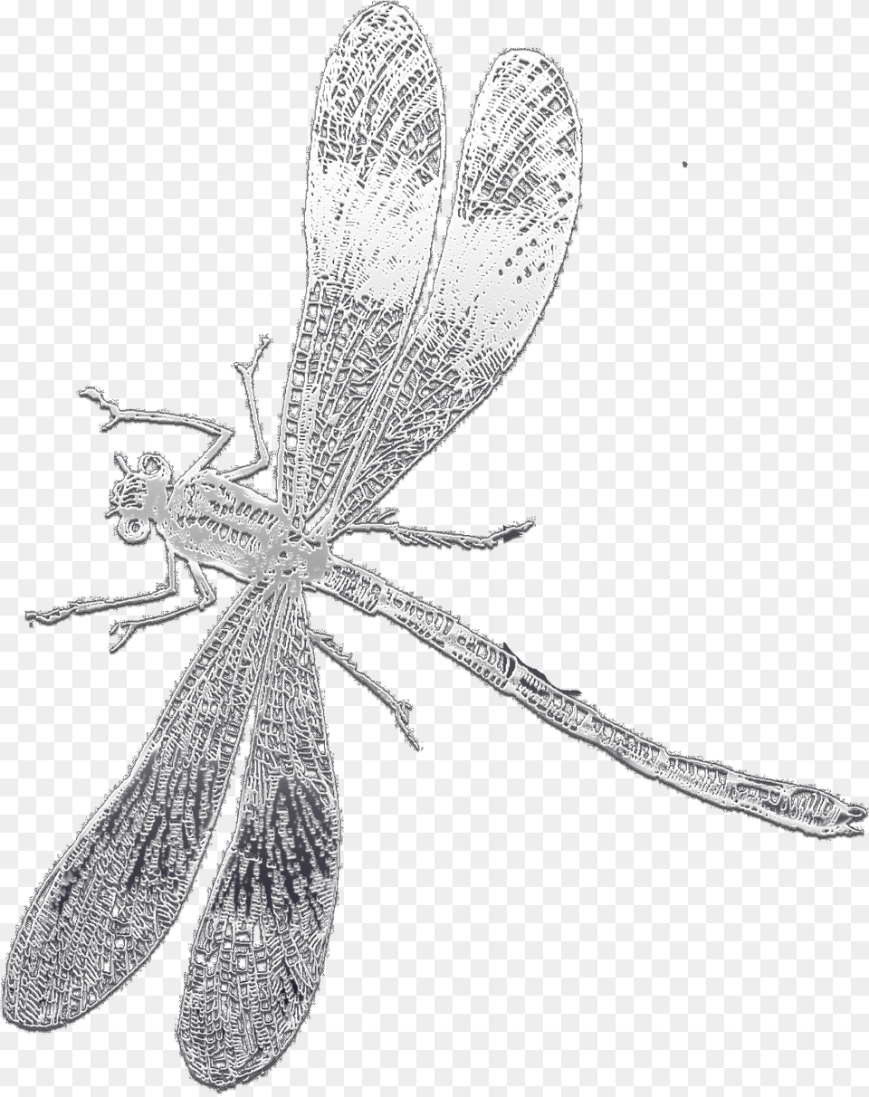 Dibujo Liblula Sin Fondo, Animal, Insect, Invertebrate, Dragonfly Free Transparent Png