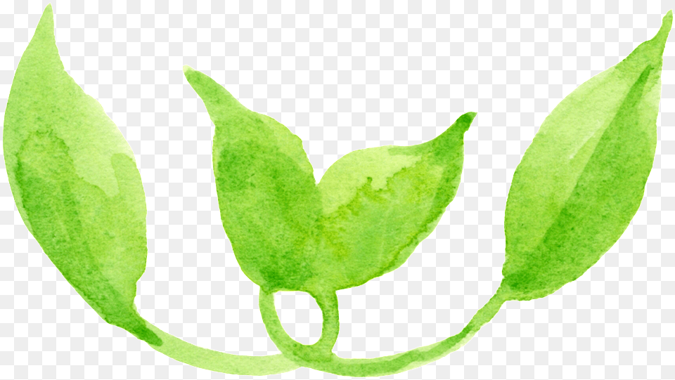 Dibujos Animados De Transparente Hoja De Serpentina Leaf, Plant, Herbal, Herbs, Animal Free Png