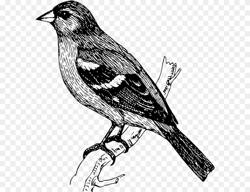 Dibujos En Blanco Y Transparent Bird Sketch, Animal, Blackbird, Art Png Image