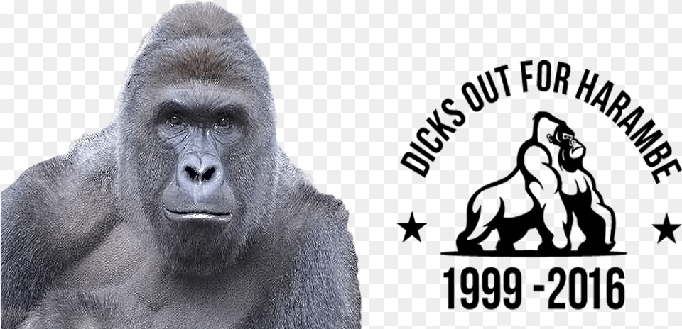 Dicks Out For Harambe Flag, Animal, Ape, Mammal, Wildlife Free Png Download