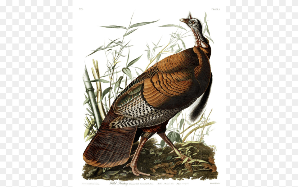 Did Ben Franklin Really Dis The Bald Eagle Audubon Wild Turkey Scientific Illustration John James Audubon, Animal, Bird, Fowl, Poultry Free Transparent Png