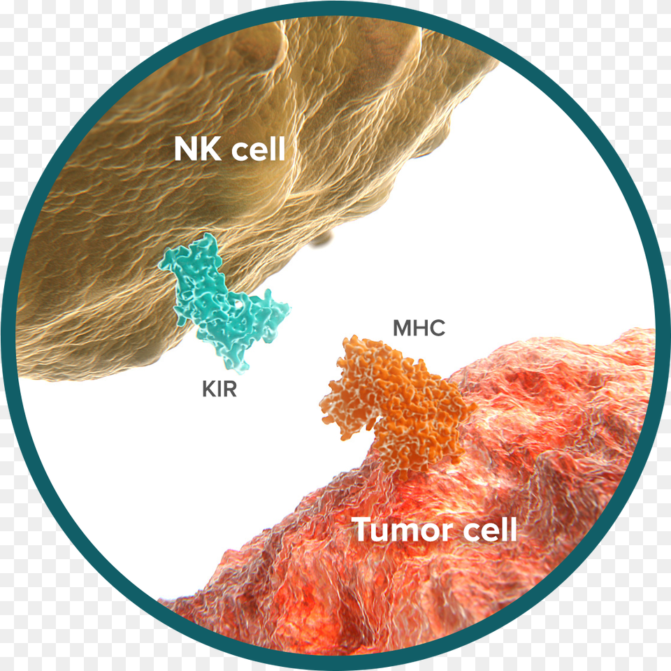 Did You Know That We Develop Cancer Cells Every Day Pd L1 Pd, Nature, Outdoors, Sea, Water Free Transparent Png