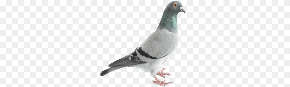 Did You Know You Can Subscribe To Gatewood Journal Homing Pigeon, Animal, Bird, Dove Free Transparent Png