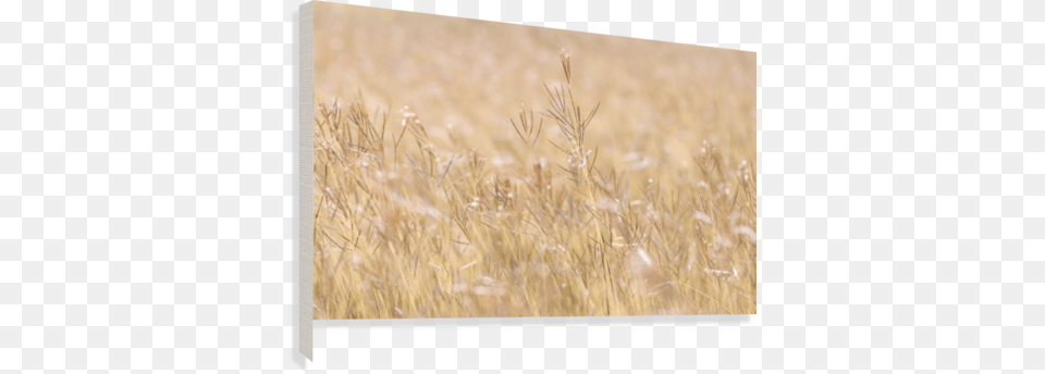 Died Grass In Field Canvas Print Grass, Plant, Grassland, Nature, Outdoors Free Png