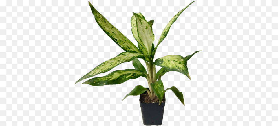 Dieffenbachia 39leopard Lily39 Indoor Plant Dumb Canes, Leaf, Potted Plant, Tree, Flower Png