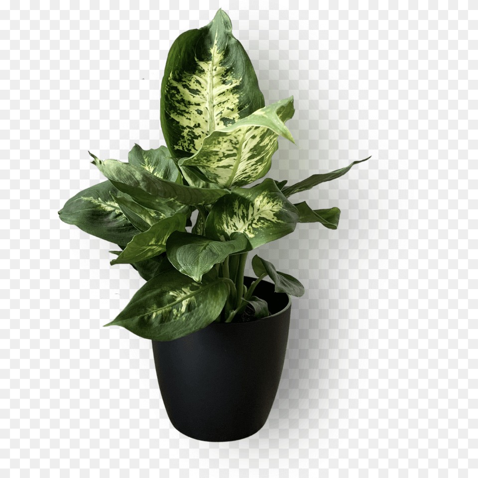 Dieffenbachia U0027compactau0027 For Indoor, Jar, Leaf, Plant, Planter Free Png