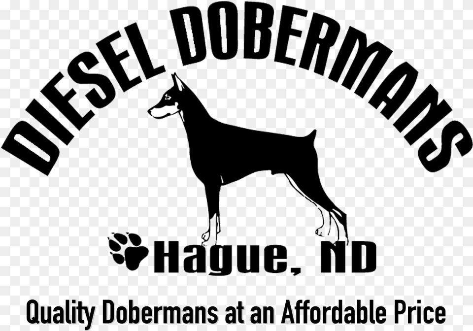 Diesel Dobermans Day Amp Zimmermann, Animal, Pet, Canine, Dog Free Png Download