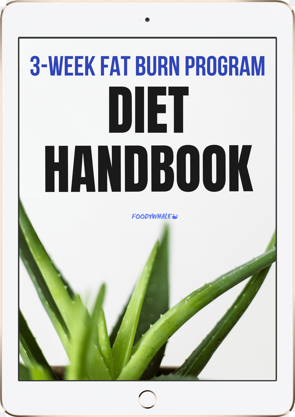 Diet Handbook Here You Will Find A Detailed Step By Aloe Vera Best, Plant Free Png Download