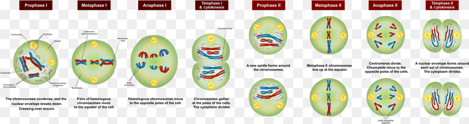 Difference Between Anaphase 1 And Stages Of Meiosis 1 And, Nature, Outdoors, Sea, Water Png