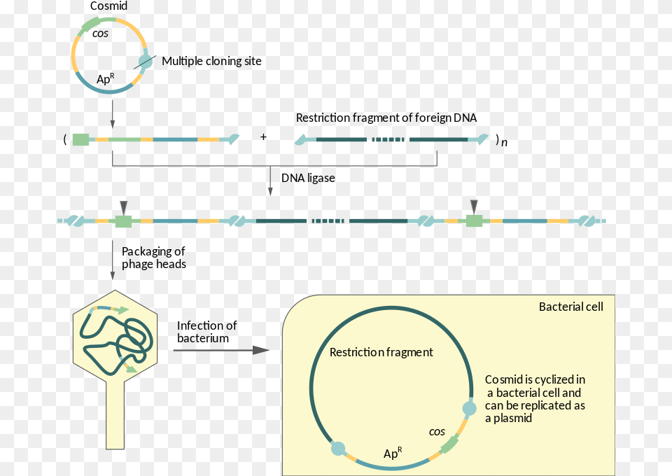 Difference Between Cosmid And Phagemid, Diagram Png Image