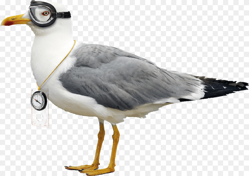 Difference Between Pigeon And Seagull, Animal, Beak, Bird, Waterfowl Free Png Download