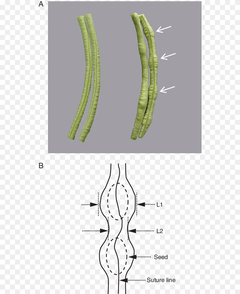 Difference Between Seed And Pod, Bean, Food, Plant, Produce Free Transparent Png