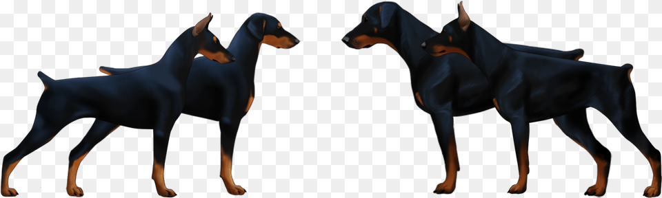 Differences Between American Vs European Doberman European Doberman Vs American Doberman, Animal, Canine, Dog, Mammal Png