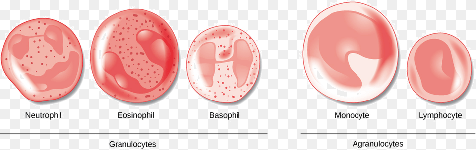 Different Agranulocytes And Granulocytes, Body Part, Ear Png Image