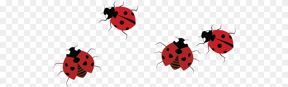 Different From Us They Have Multiple Legs And In Ladybug, Animal, Insect, Invertebrate Free Png Download