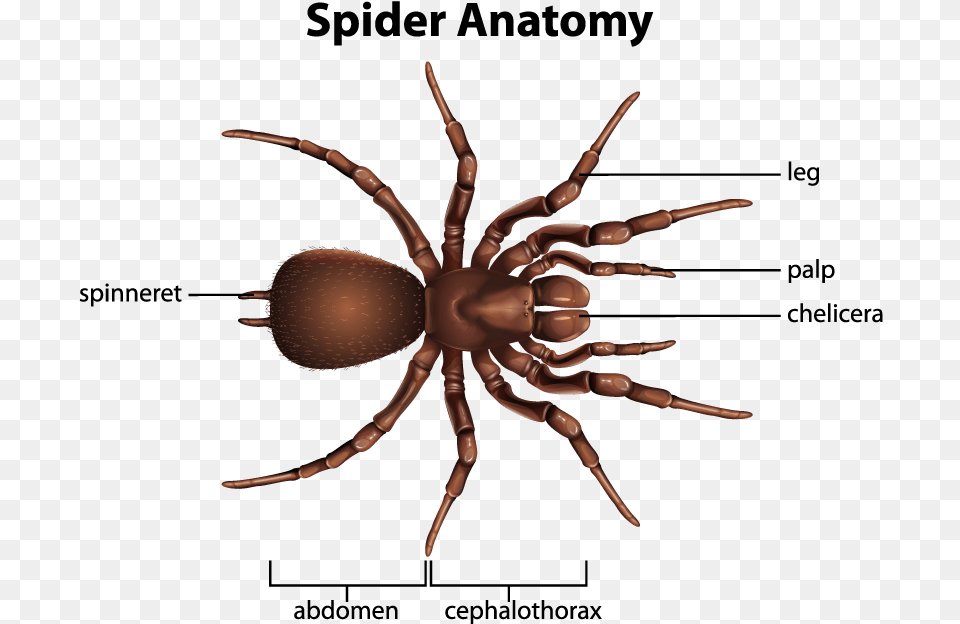 Different Insects, Animal, Insect, Invertebrate, Spider Free Png