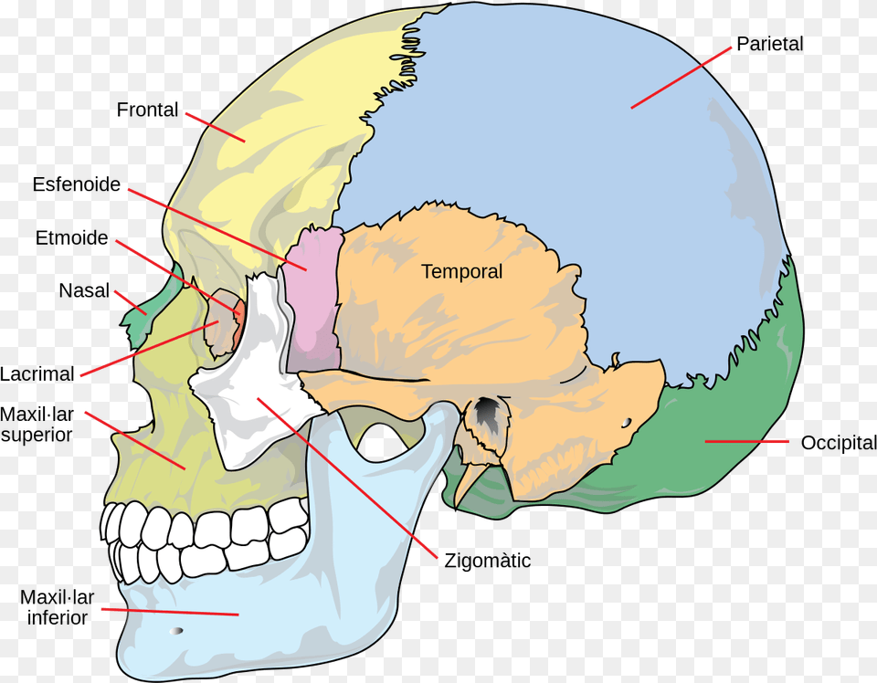 Different Parts Of Head, Chart, Plot, Arrow, Weapon Free Png