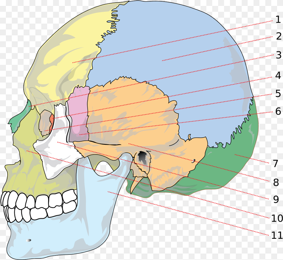 Different Parts Of Head, Chart, Plot, Person Free Transparent Png
