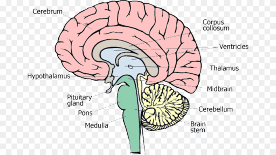 Different Parts Of Human Brain 13 Diagram Parts Of The Human Brain, Person Free Transparent Png