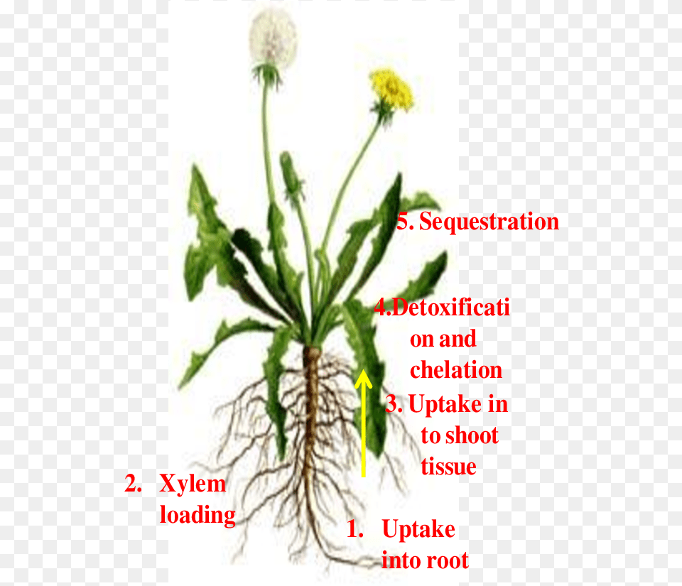 Different Pathways Of Metal Uptake And Detoxification Diagram Of Dandelion Plant, Flower, Root Free Png Download