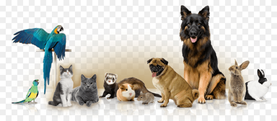 Different Pets, Animal, Bird, Canine, Dog Free Png