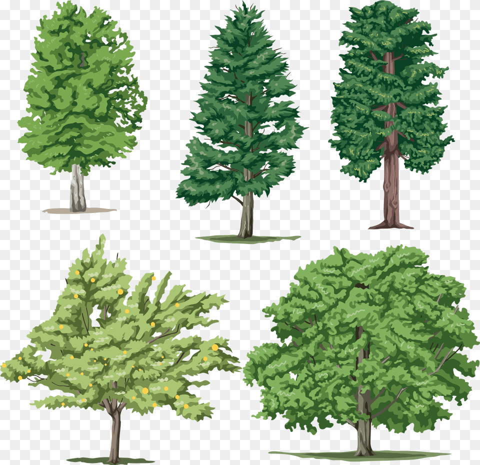 Different Trees 5 Pictures Of Different Trees, Fir, Pine, Plant, Tree Free Png