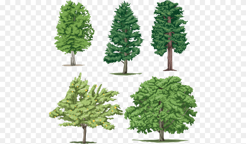 Different Trees Cartoon Trees, Fir, Pine, Plant, Tree Free Transparent Png