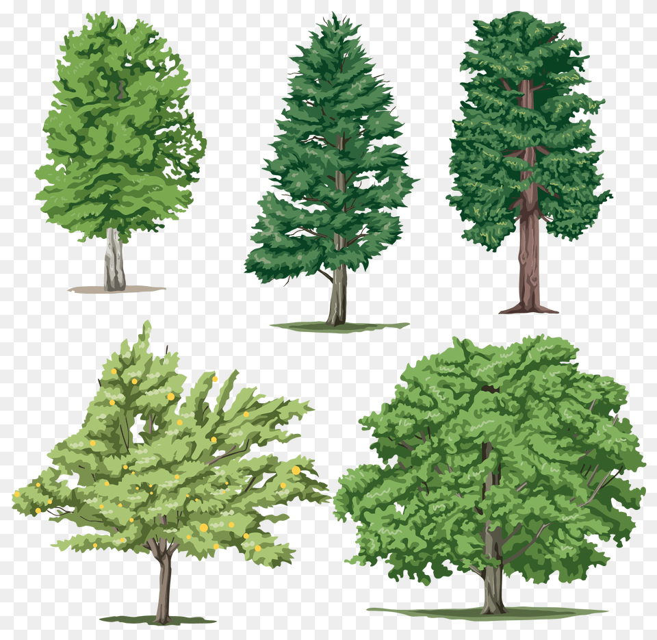 Different Trees Images Tom And Jerry Kids, Fir, Pine, Plant, Tree Free Png Download