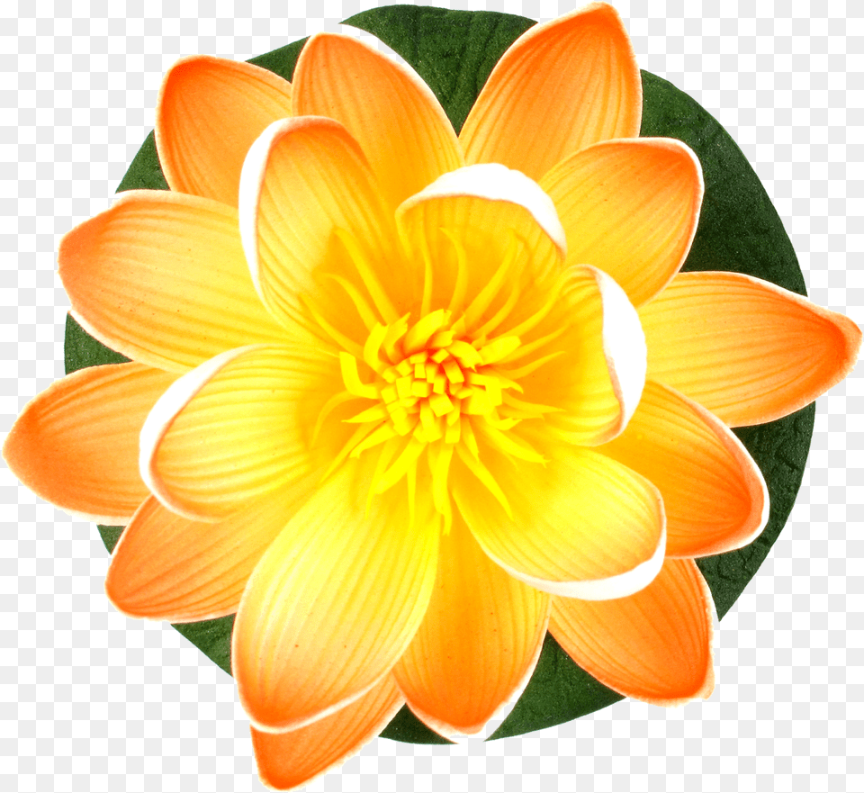 Different Type Of Flower Dahlia, Petal, Plant, Anther Png Image