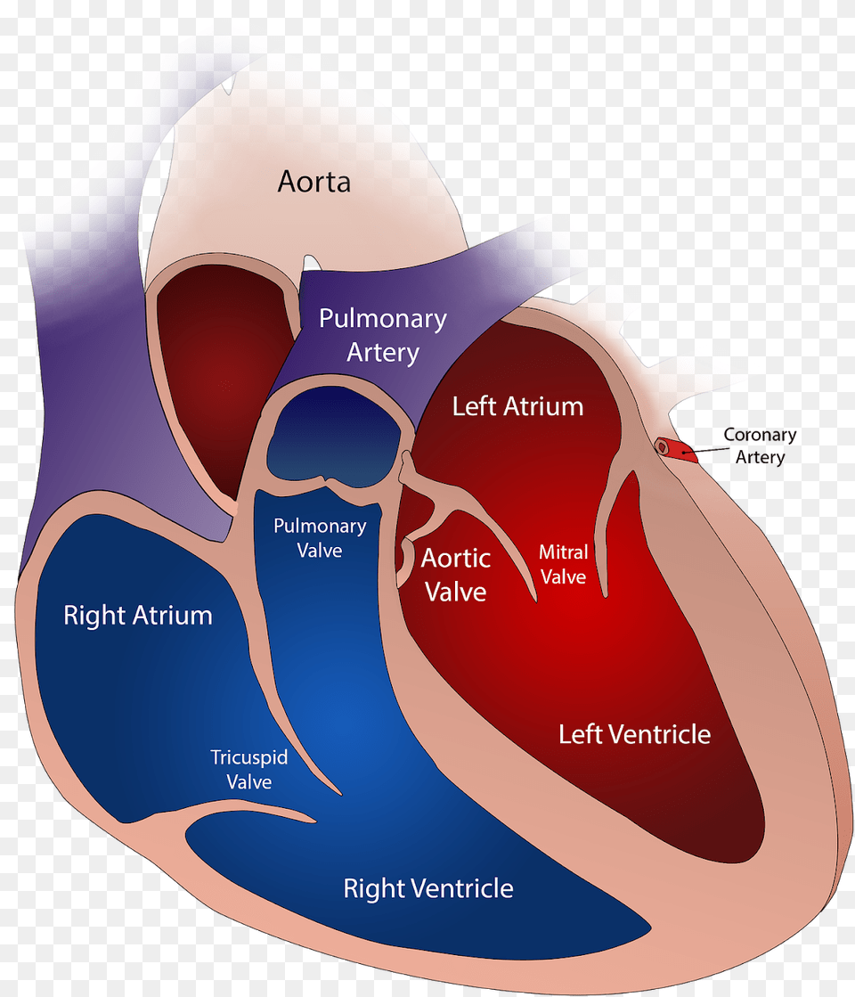 Different Types Of Heart, Ct Scan, Food, Ketchup, Diagram Png