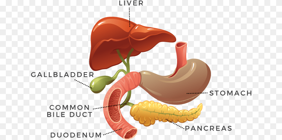 Digestion, Body Part, Stomach, Smoke Pipe, Animal Free Png