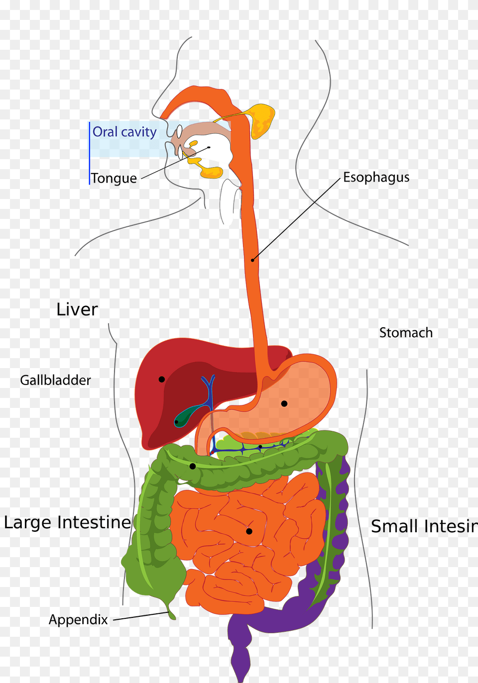 Digestion Clipart Free Png Download