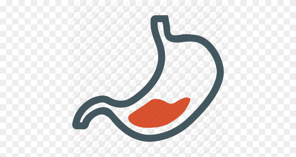 Digestion Digestive Gastric Gastro Gastroenterology Stomach, Food, Fruit, Plant, Produce Png Image