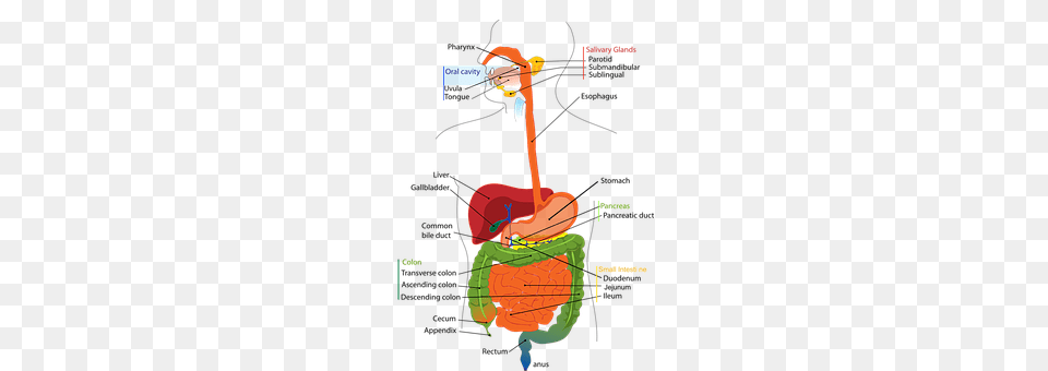 Digestive Bow, Weapon Free Transparent Png