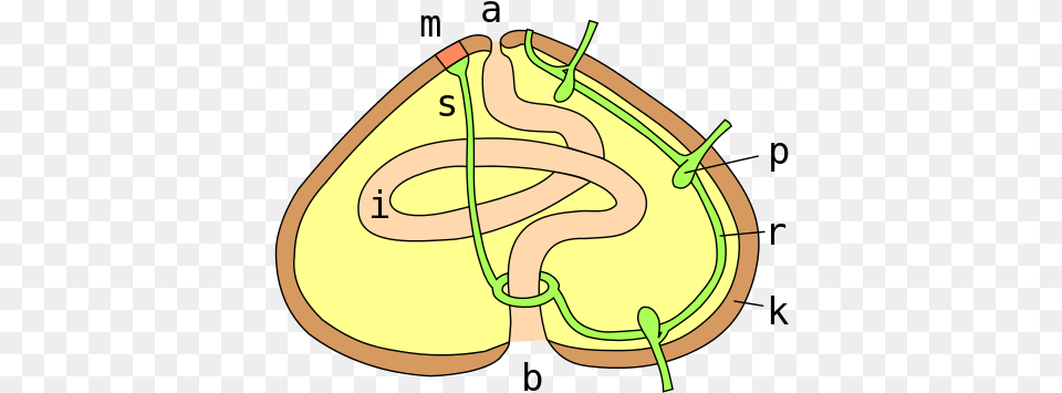 Digestive And Circulatory Systems Of A Regular Sea Computer File, Food, Fruit, Plant, Produce Free Png