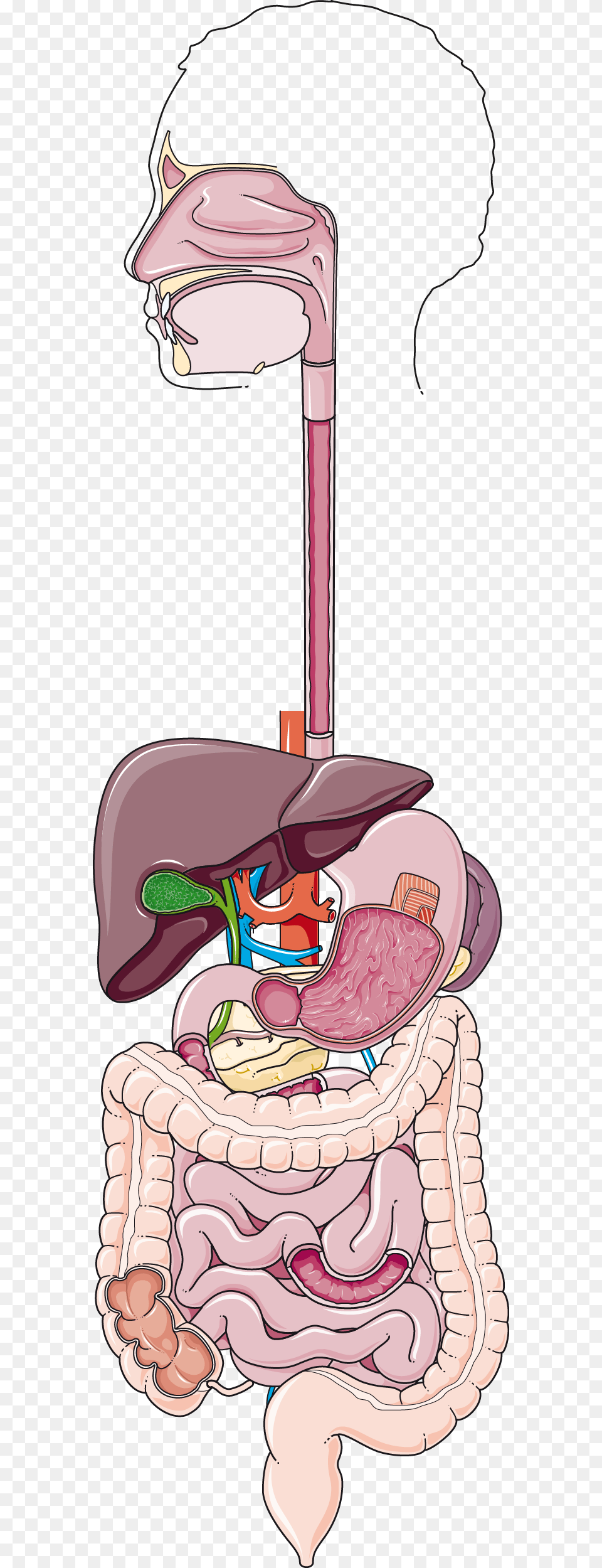 Digestive Apparatus, Book, Comics, Publication Free Transparent Png