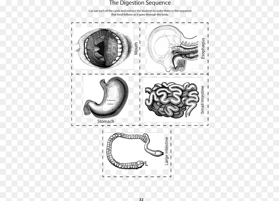 Digestive Organs Cut Outs, Body Part, Stomach, Baby, Person Free Png