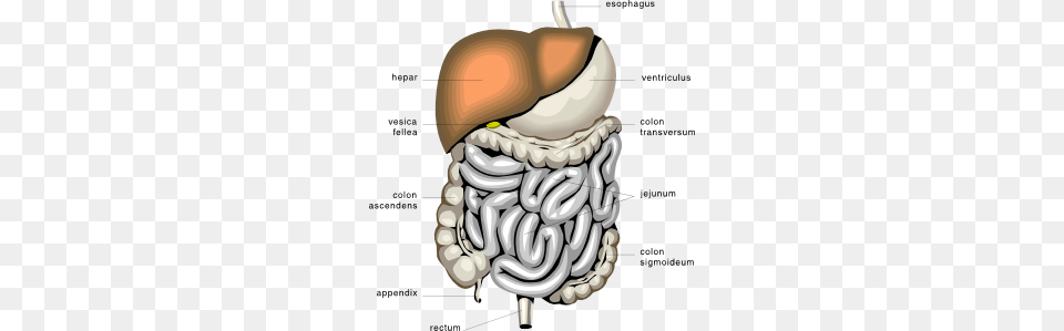 Digestive Organs Medical Diagram Clip Art Vector, Food, Nut, Plant, Produce Png Image