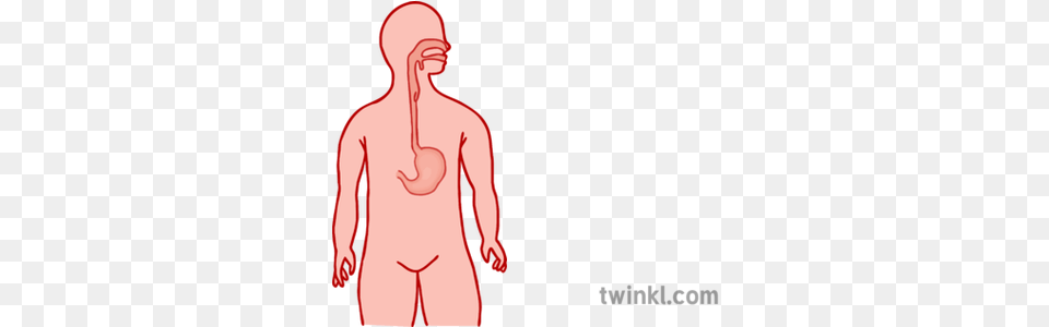 Digestive System 1 Illustration Twinkl Language, Cutlery, Body Part, Stomach, Adult Free Png Download