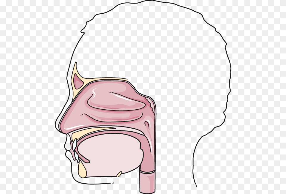 Digestive System Archives, Art, Drawing Png Image