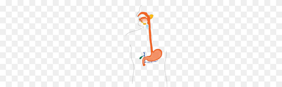 Digestive System Clip Art, Smoke Pipe Free Transparent Png