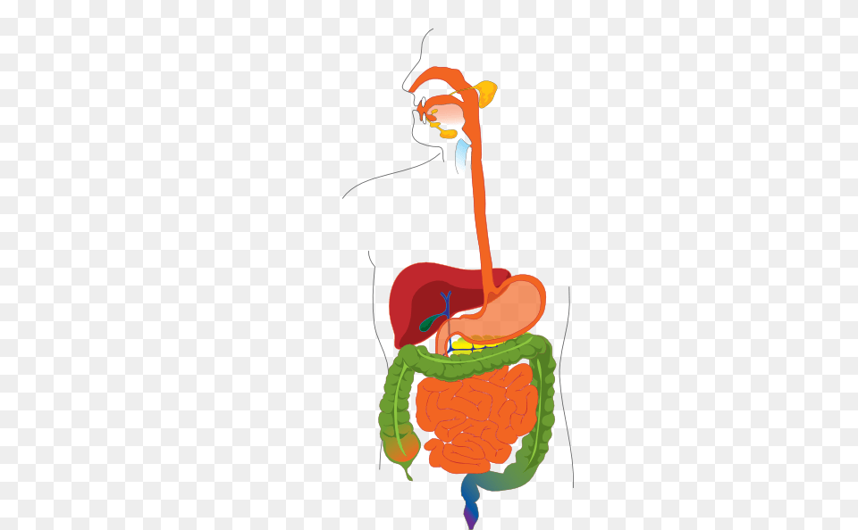 Digestive System Clip Art, Food, Ketchup Free Transparent Png