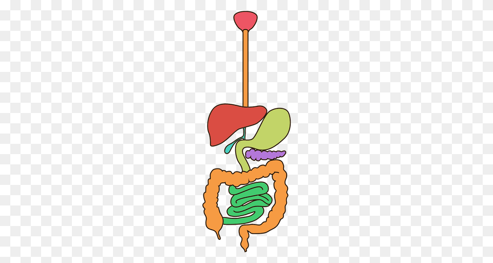 Digestive System Clipart Free Transparent Png