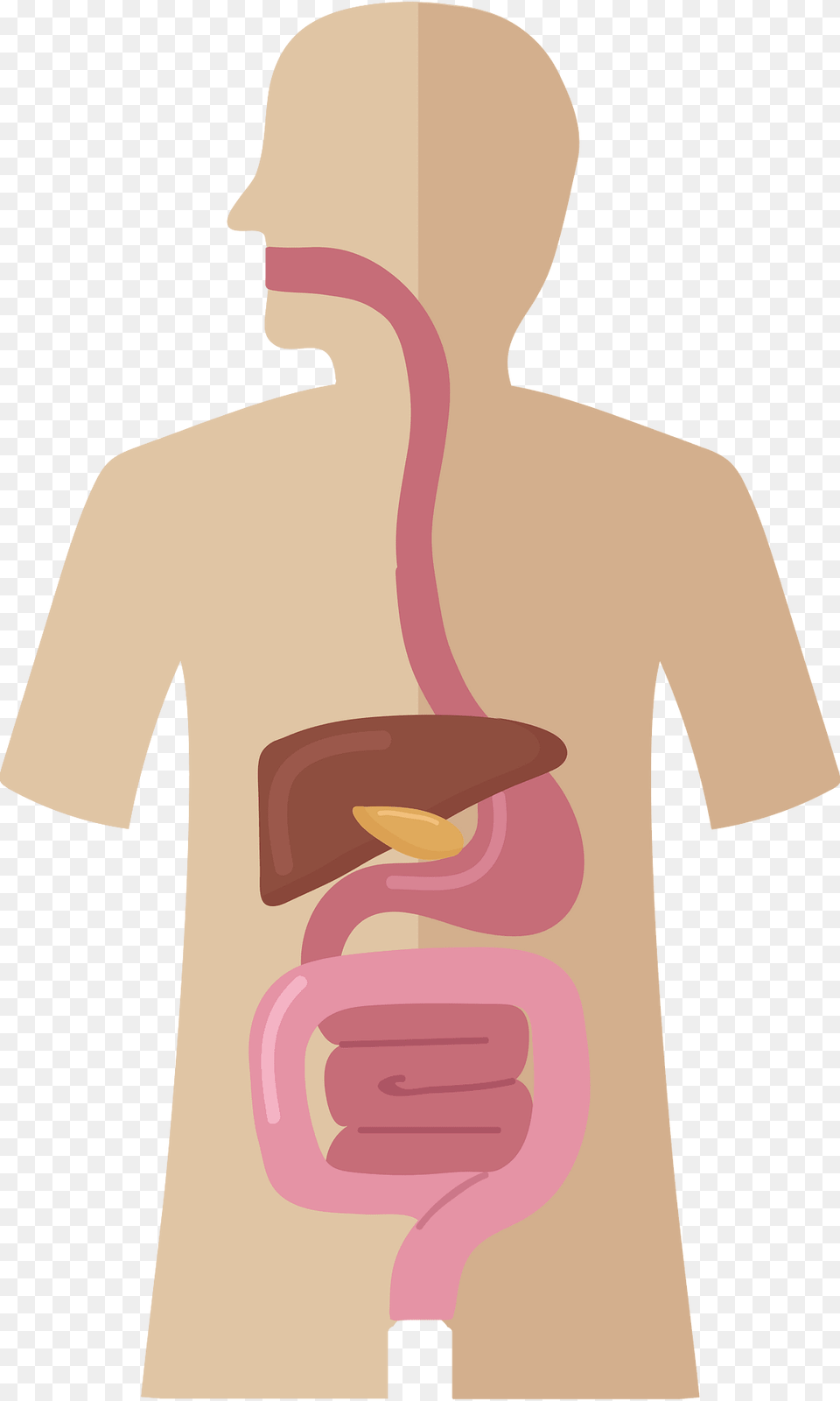 Digestive System Clipart, Cutlery, Spoon, Person, Face Png