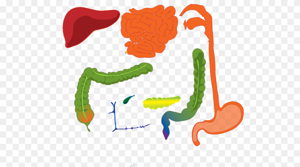 Digestive System Clipart Clip Art, Smoke Pipe Free Png Download