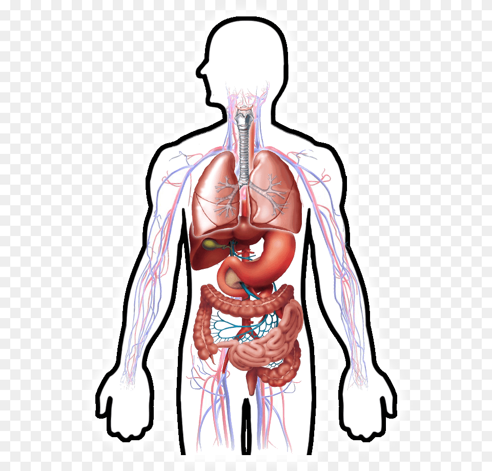 Digestive System Clipart Hd Hd Download Digestive System Hd Body Part, Stomach, Adult, Male Free Transparent Png