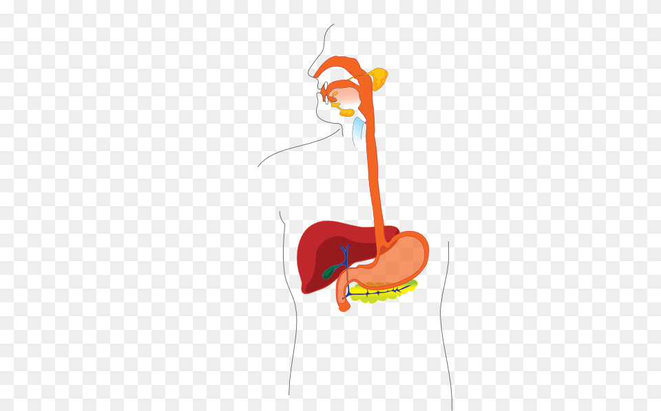 Digestive System Cliparts, Cartoon Png