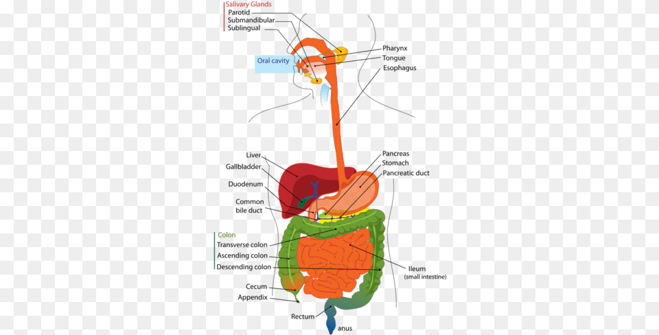Digestive System Diagram Aparato Digestivo En Ingles, Person Png Image