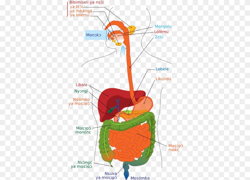 Digestive System Diagram Ln Diagram Of Digestive System Without Labels, Book, Comics, Publication, Chart Free Png